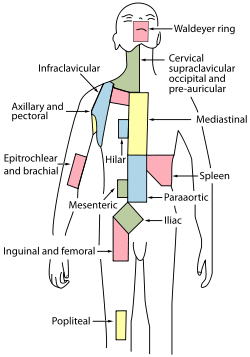 250px-Lymph_node_regions.svg