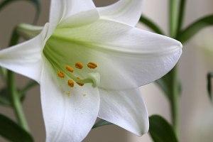 Photo Credit to:  thegardeningblog.co.za