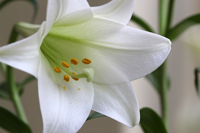 Photo Credit to:  thegardeningblog.co.za