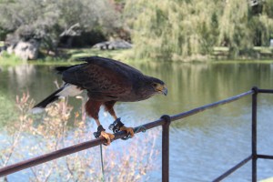 Tame falcon flying around at Spier