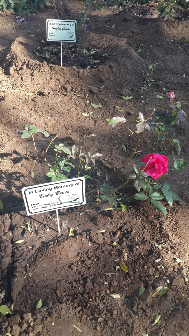 The Boys Memorial Mother's Day Rose