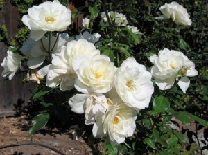 Iceberg Roses